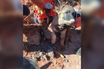 Operação de resgate durou 2h30 -  (crédito: Reprodução/CBMDF)