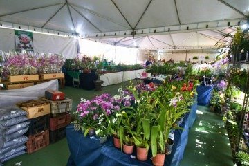 Feira de Orquídeas será nos dias 16 a 19 de abril, na Casa da Cultura, no Guará - (crédito: Divulgação) Feira de Orquídeas será nos dias 16 a 19 de abril, na Casa da Cultura, no Guará - (crédito: Divulgação)