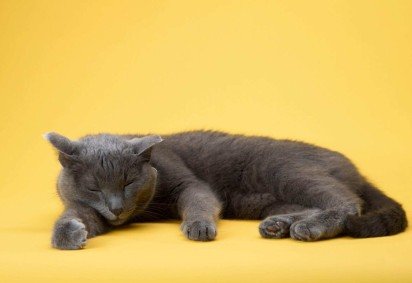 O sono dos gatos segue um padrão diferente de outros pets e está ligado aos seus ancestrais  (Imagem: Anna Averianova | Shutterstock)
 -  (crédito: EdiCase) -O sono dos gatos segue um padrão diferente de outros pets e está ligado aos seus ancestrais  (Imagem: Anna Averianova | Shutterstock)
 -  (crédito: EdiCase)