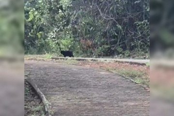 O animal ainda não foi localizado -  (crédito: Material cedido ao Correio)