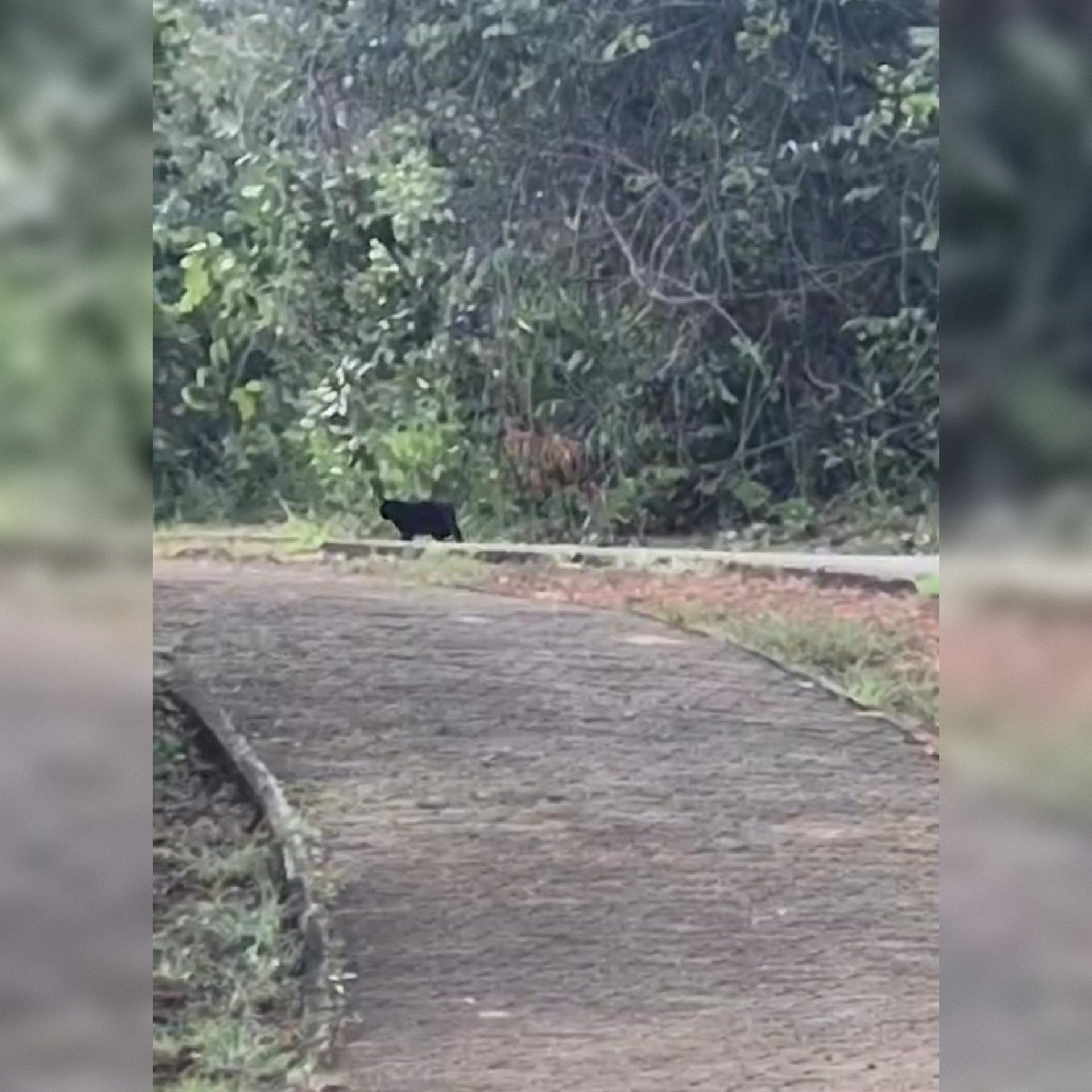 Vídeo: Suposta onça-preta é avistada perto da Ermida Dom Bosco