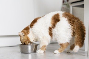 Alimentação controlada é essencial para evitar o sobrepeso em pets -  (crédito: Reprodução/Freepik)