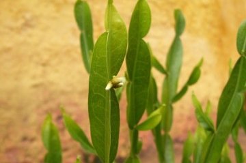 Carqueja (cujo nome científico é 'Baccharis trimera'): cuidado com consumo é importante - (crédito: Wikimedia Commons/Reprodução) Carqueja (cujo nome científico é 'Baccharis trimera'): cuidado com consumo é importante - (crédito: Wikimedia Commons/Reprodução)