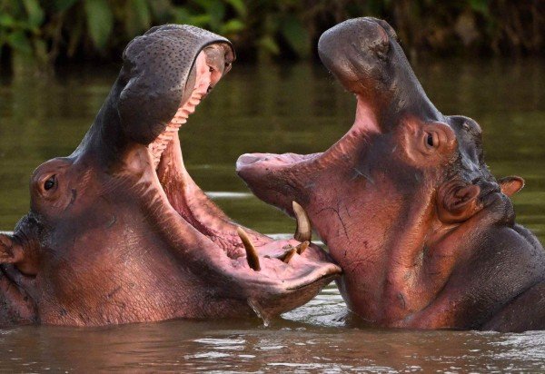 AFP vía Getty Images