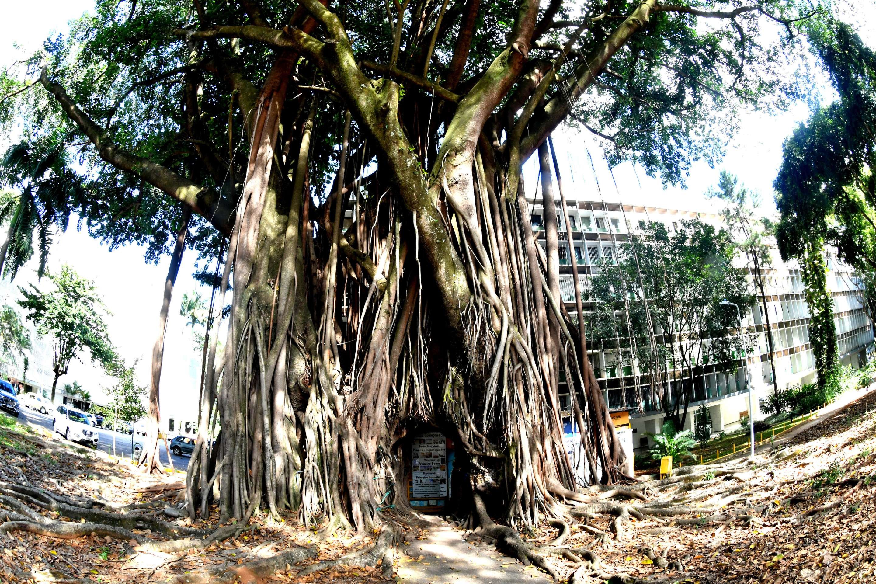  Na 108 Sul, a &aacute;rvore que tem porta &eacute; um fen&ocirc;meno