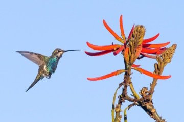 Biodiversidade do Cerrado é tema de exposição que vai conceder um total de R$ 7500 para os primeiros colocados -  (crédito: Edu Borges)