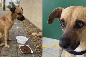 Apelidado como caramelo suiço, Costelinha viajou mais de 7 mil quilômetros até chegar em nova casa -  (crédito: Reprodu&ccedil;&atilde;o)