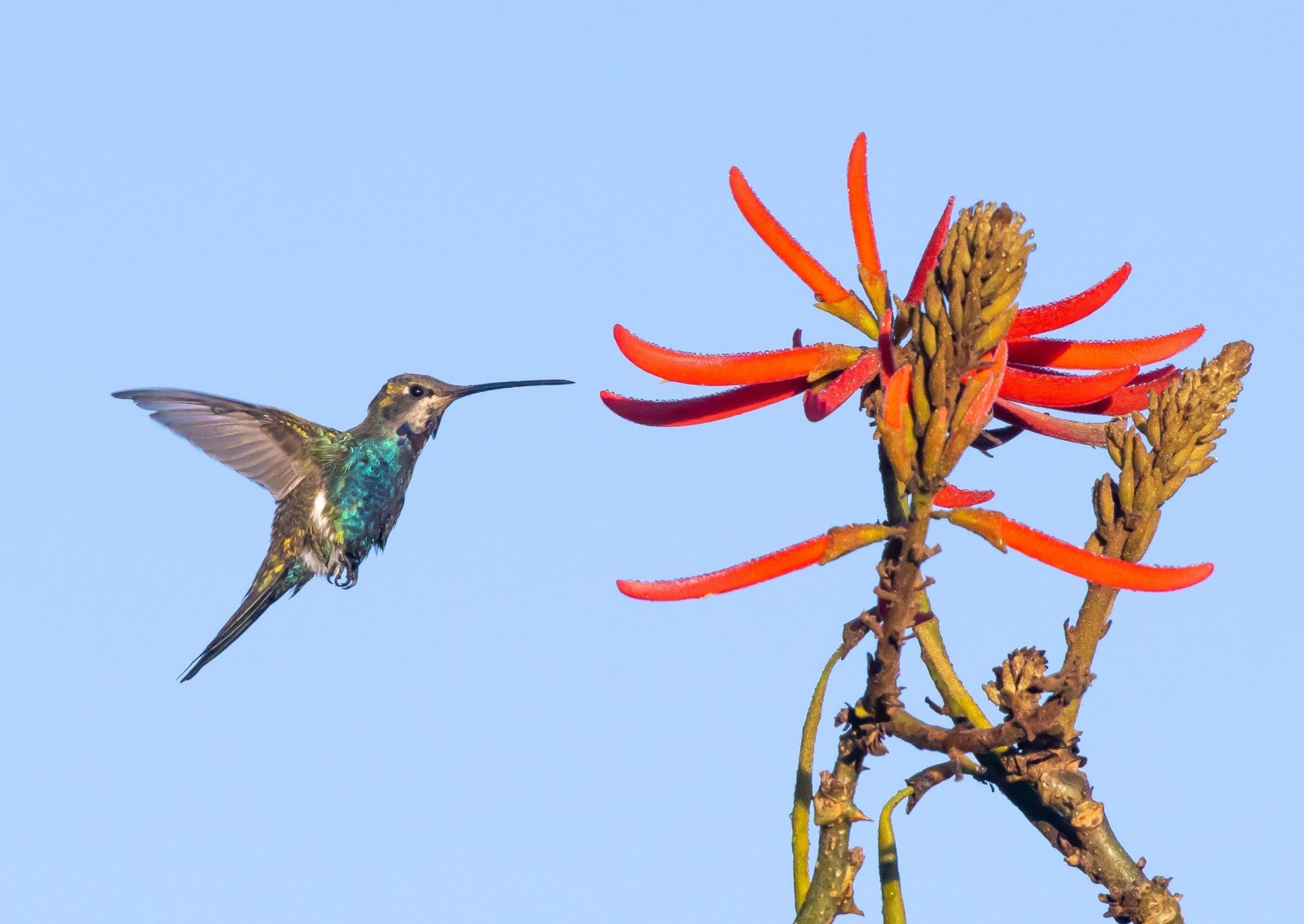 Prêmio Onça Pintada reúne fotografias em exposição na UnB