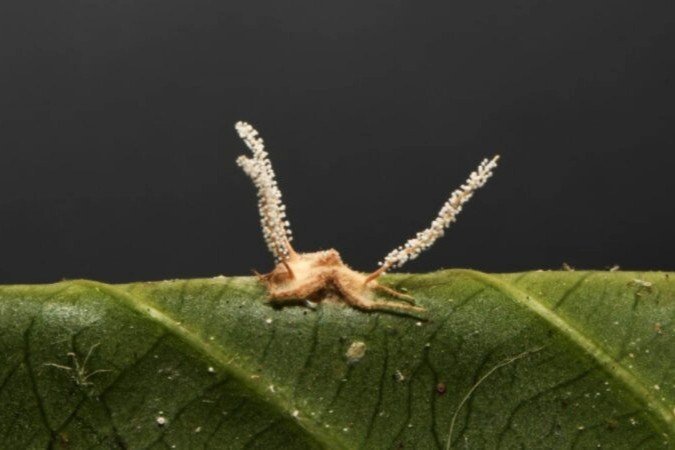 O Gibellula mineira parasita as aranhas da espécie Iguarima censoria - (crédito: Reprodução/ Universidade Federal de Viçosa) O Gibellula mineira parasita as aranhas da espécie Iguarima censoria - (crédito: Reprodução/ Universidade Federal de Viçosa)