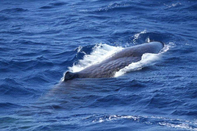Comunicação das baleias-cachalote se assemelha à humana, segundo estudo