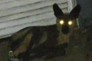 Lobo é encontrado na porta de casa de morador de cidade mineira - CBMG/Divulgação