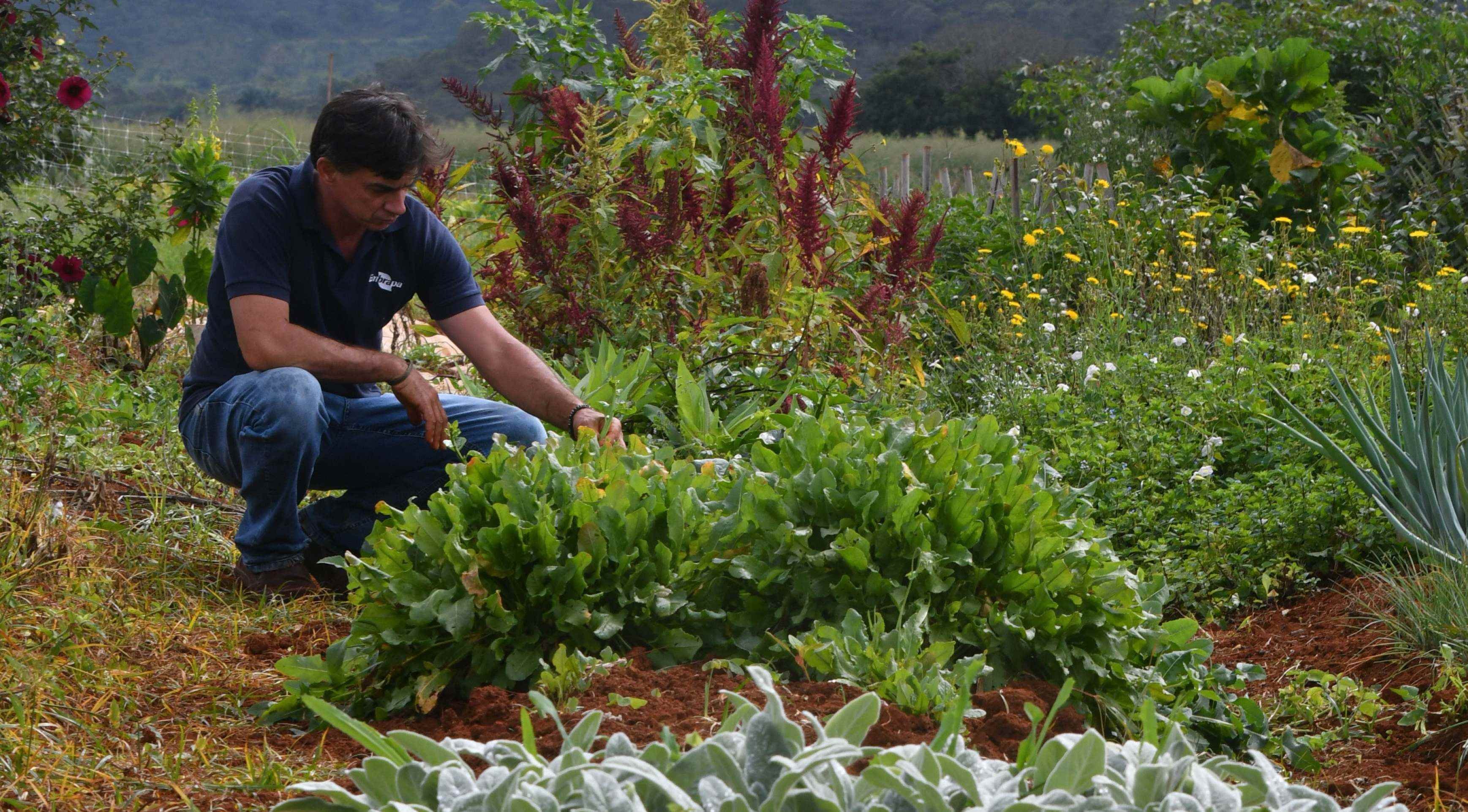  17/04/2026 Ed Alves CB/DA Press. CB Debate. Cidades. Caderno Aniversario de Brasilia 66 Anos. Hortali&ccedil;as Pancs. Na foto, Nuno. 