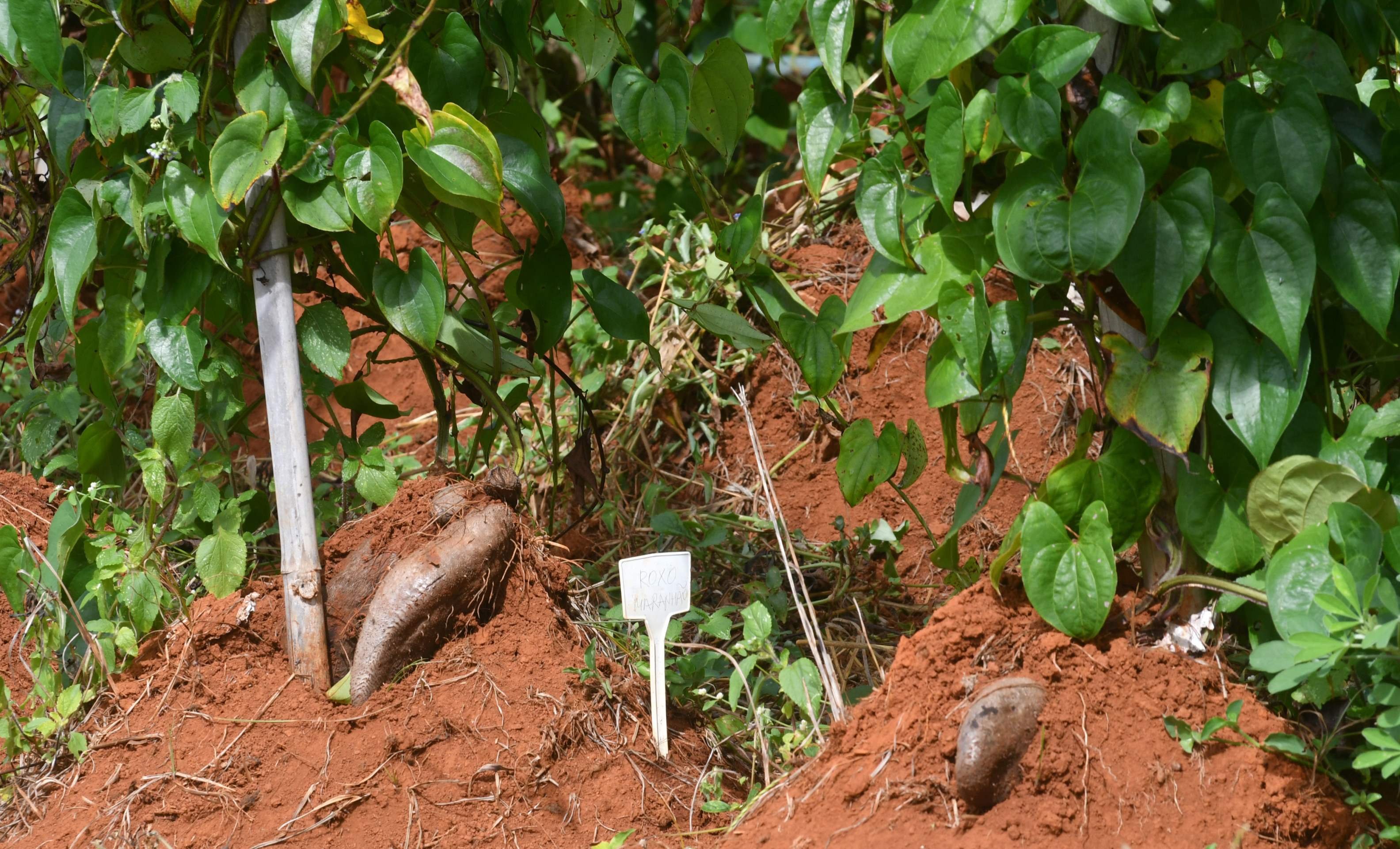  17/04/2026 Ed Alves CB/DA Press. CB Debate. Cidades. Caderno Aniversario de Brasilia 66 Anos. Hortali&ccedil;as Pancs. Na foto, Nuno. 