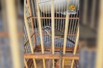 A ave encontrada estava sendo mantida sem as devidas autorizações dos órgãos ambientais -  (crédito: Divulgação/PMDF)