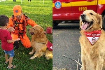 Thor doou sangue 14 vezes para o Hospital Veterinário de Uberaba, no Triângulo Mineiro -  (crédito: CBMMG/Divulgação)