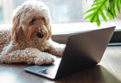 A tecnologia nos permite registrar sons dos animais inaudíveis para os ouvidos humanos -  (crédito: Henrik Karlsson via Getty Images) -A tecnologia nos permite registrar sons dos animais inaudíveis para os ouvidos humanos -  (crédito: Henrik Karlsson via Getty Images)