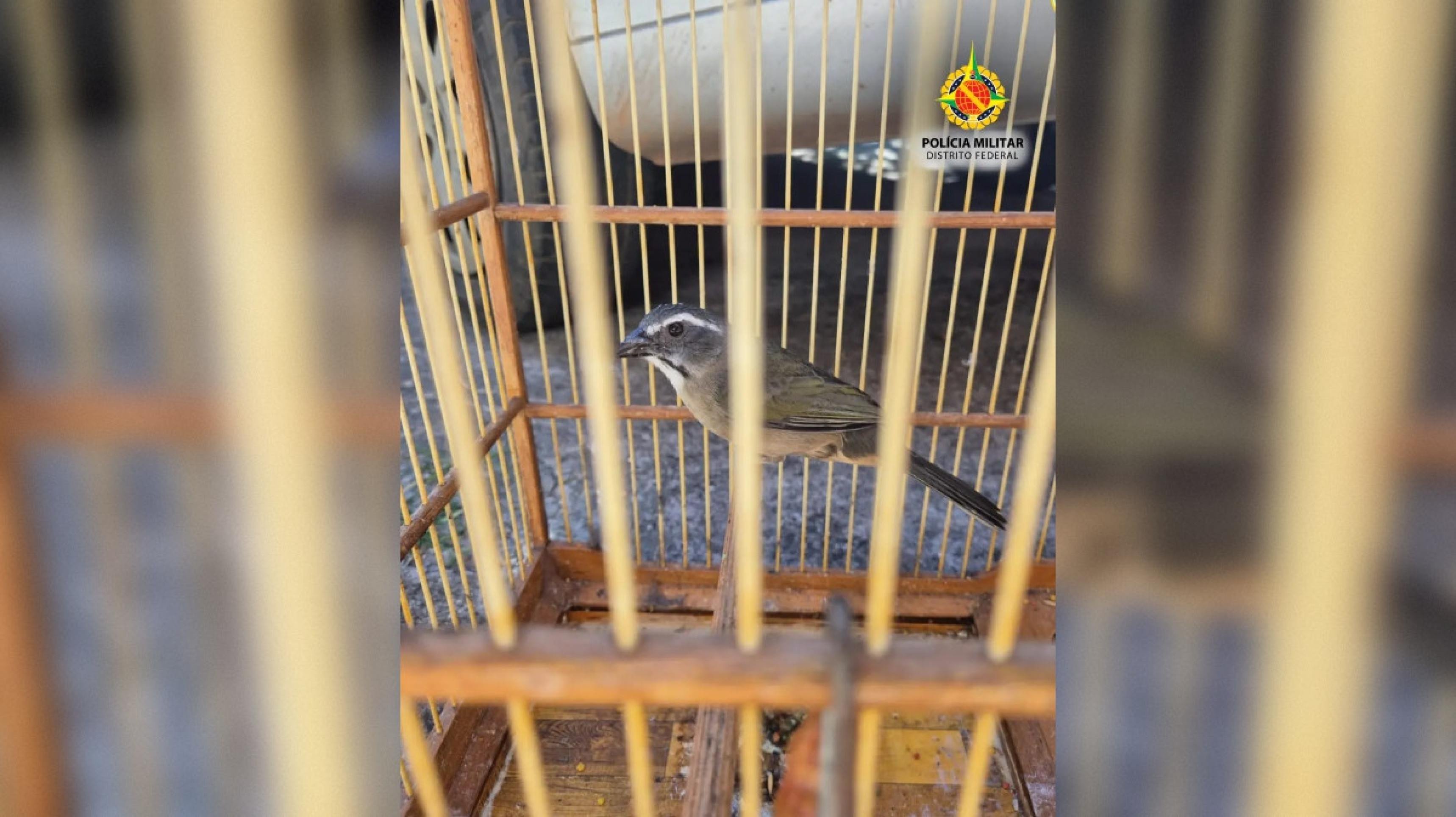 Trinca-ferro-verdadeiro é resgatado de cativeiro irregular no Recanto