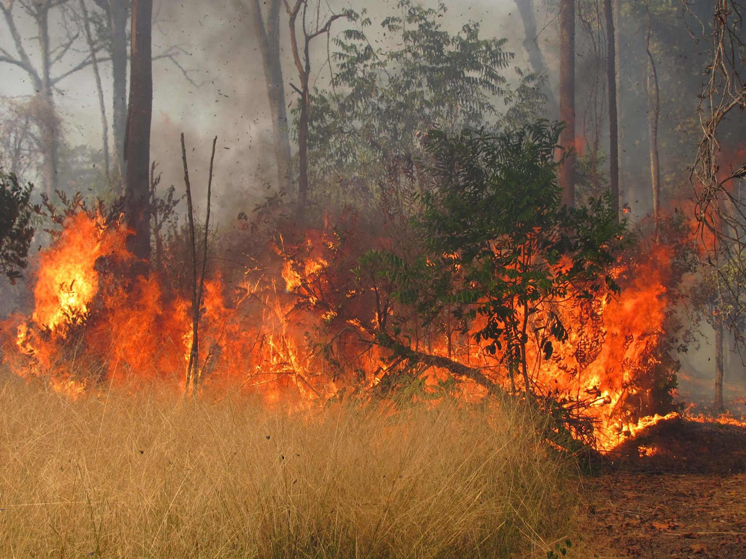 Floresta não vira savana, mas empobrece com incêndios