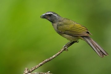 Trinca-ferro-verdadeiro, em cativeiros irregulares é uma prática que configura crime ambiental  -  (crédito: Reprodução/Zoológico de Brasília)