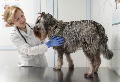 Animais mais velhos são mais propensos há ter osteoartrite, atente-se aos sinais -  (crédito: Reprodução/Freepik) -Animais mais velhos são mais propensos há ter osteoartrite, atente-se aos sinais -  (crédito: Reprodução/Freepik)