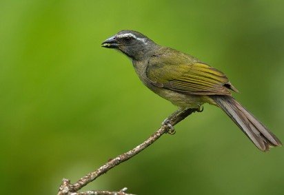 Trinca-ferro-verdadeiro, em cativeiros irregulares é uma prática que configura crime ambiental  -  (crédito: Reprodução/Zoológico de Brasília)