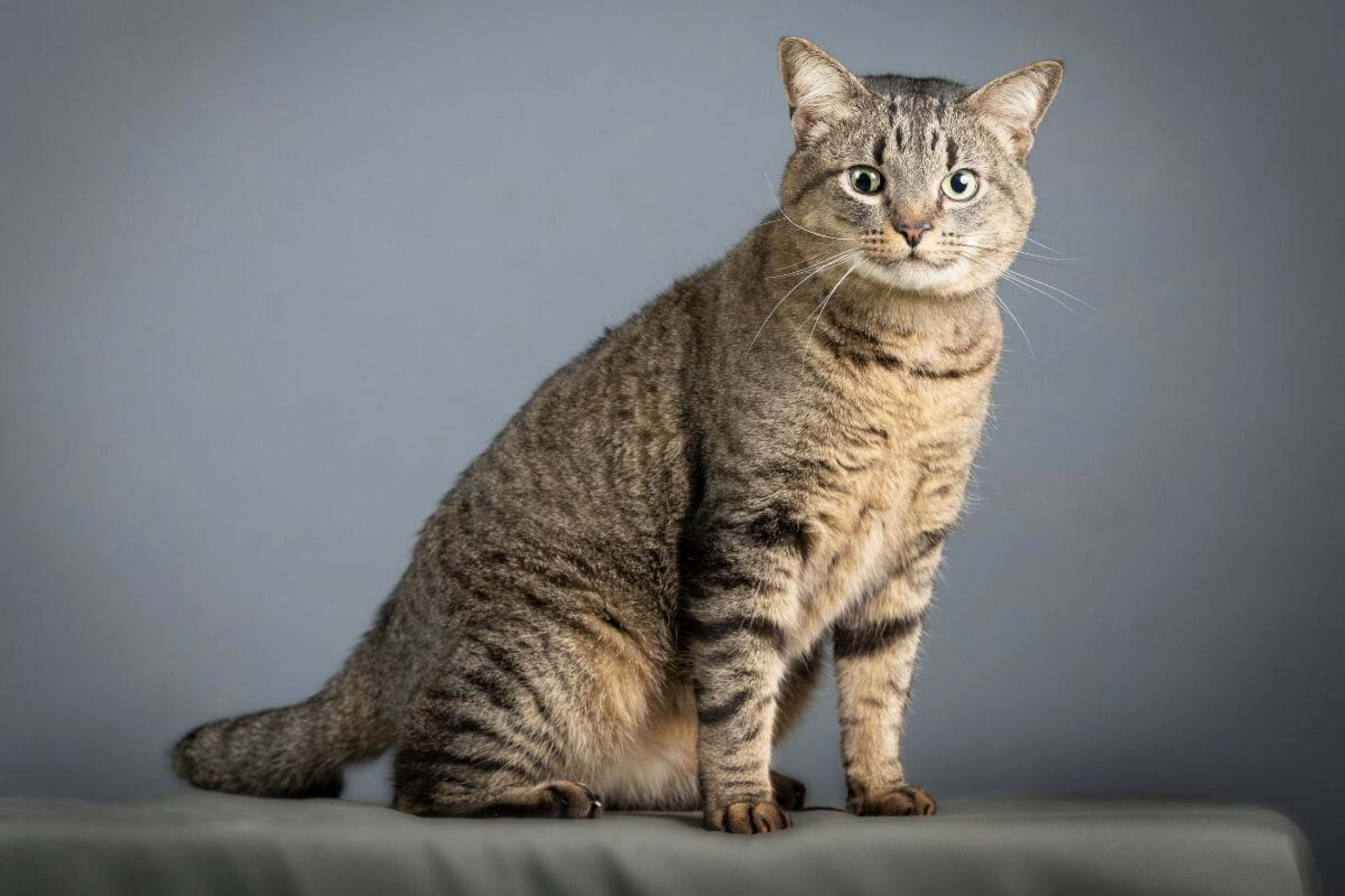 Gato tigrado: 6 raças que se destacam pela pelagem 