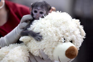  Yuji the monkey (Erythrocebus patas) is bottle-fed by his caretakers while cuddling a stuffed dog, an object that provides him with security, confidence, and stability but does not replace his mother, at the Guadalajara Zoo in Guadalajara, Jalisco, Mexico, on April 16, 2026. Kamaria, a first-time mother, was unable to feed the infant, so the primate area decided to transfer him to the Comprehensive Center for Animal Medicine and Welfare (CIMBA), where he is being kept in a controlled environment at a temperature of 35 degrees Celsius and is receiving specialized care and nutrition. (Photo by )
       -  (crédito: ULISES RUIZ / AFP)
