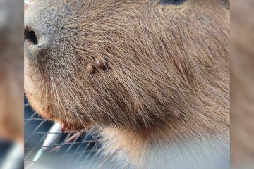 O animal estava saudável e foi solto em uma área apropriada para a vida selvagem -  (crédito: Reprodução/PMDF)