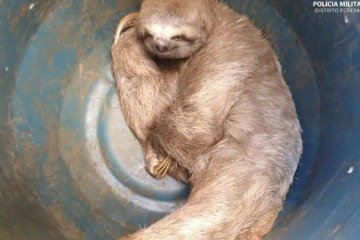 Preguiça foi resgata e liberada em área de mata apropriada para a sobrevivência do animal -  (crédito: Divulgação/PMDF)