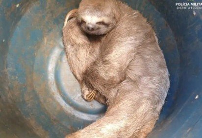 Preguiça foi resgata e liberada em área de mata apropriada para a sobrevivência do animal -  (crédito: Divulgação/PMDF) -Preguiça foi resgata e liberada em área de mata apropriada para a sobrevivência do animal -  (crédito: Divulgação/PMDF)