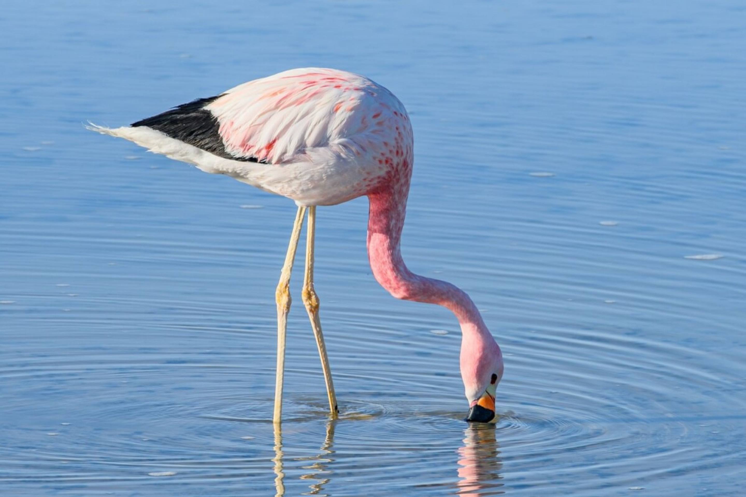 10 curiosidades sobre a alimentação dos animais na natureza 