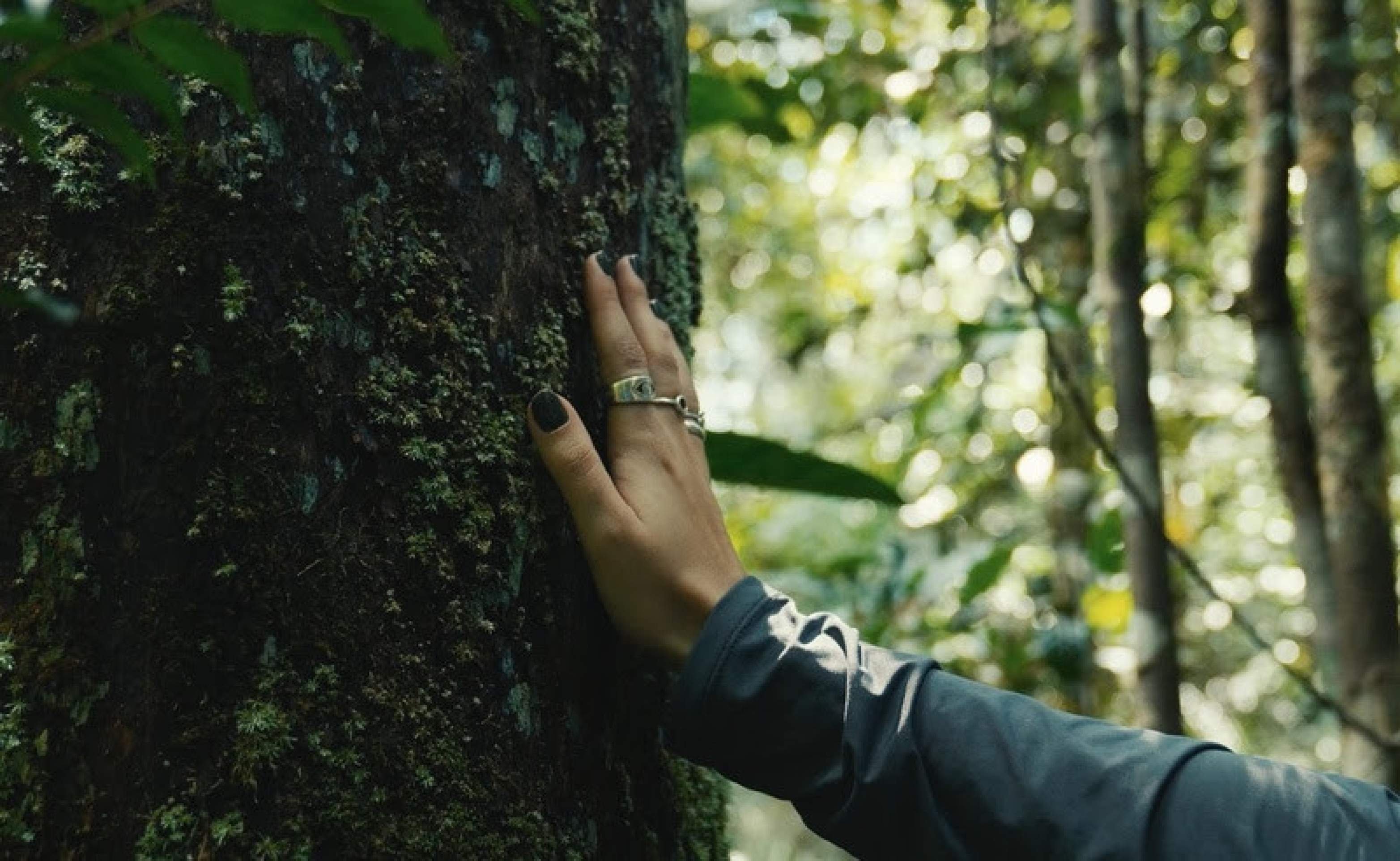 Dia da Terra: 10 projetos de conservação transformadores no Brasil