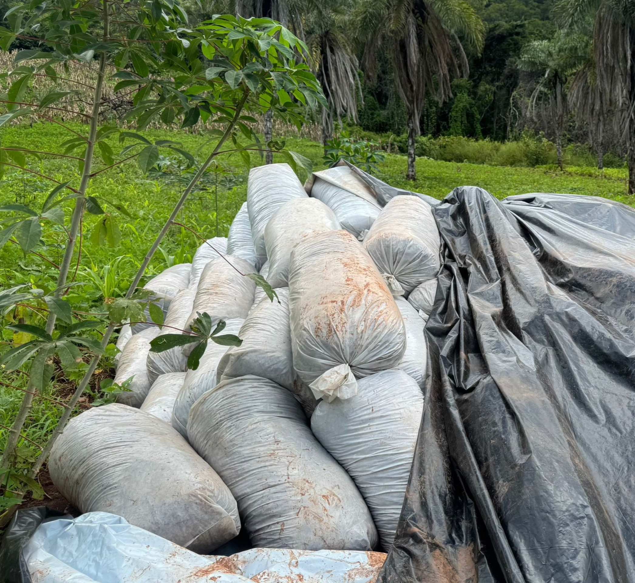 No Engenho II, a agricultura familiar movimenta cerca de 25% da renda local