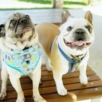 Pugtato, o pug, e Piglet, o buldogue francês, apresentaram melhora significativa na respiração e na capacidade de exercício após o tratamento  -  (crédito: RMIT)
