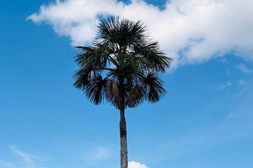 No dia 30 de maio de 1985, o ent&atilde;o governador Jos&eacute; Aparecido tombou a palmeira s&iacute;mbolo de Bras&iacute;lia -  (crédito: Jorge Henrique Cartaxo/Divulga&ccedil;&atilde;o)