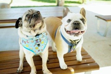 Pugtato, o pug, e Piglet, o buldogue francês, apresentaram melhora significativa na respiração e na capacidade de exercício após o tratamento - (crédito: RMIT) Pugtato, o pug, e Piglet, o buldogue francês, apresentaram melhora significativa na respiração e na capacidade de exercício após o tratamento - (crédito: RMIT)