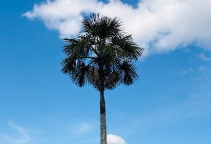 No dia 30 de maio de 1985, o ent&atilde;o governador Jos&eacute; Aparecido tombou a palmeira s&iacute;mbolo de Bras&iacute;lia -  (crédito: Jorge Henrique Cartaxo/Divulga&ccedil;&atilde;o) -No dia 30 de maio de 1985, o ent&atilde;o governador Jos&eacute; Aparecido tombou a palmeira s&iacute;mbolo de Bras&iacute;lia -  (crédito: Jorge Henrique Cartaxo/Divulga&ccedil;&atilde;o)