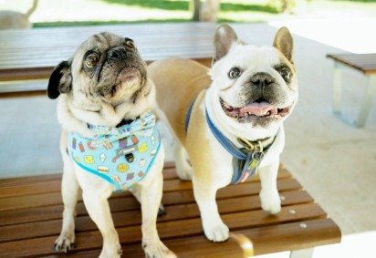 Pugtato, o pug, e Piglet, o buldogue francês, apresentaram melhora significativa na respiração e na capacidade de exercício após o tratamento  -  (crédito: RMIT) -Pugtato, o pug, e Piglet, o buldogue francês, apresentaram melhora significativa na respiração e na capacidade de exercício após o tratamento  -  (crédito: RMIT)