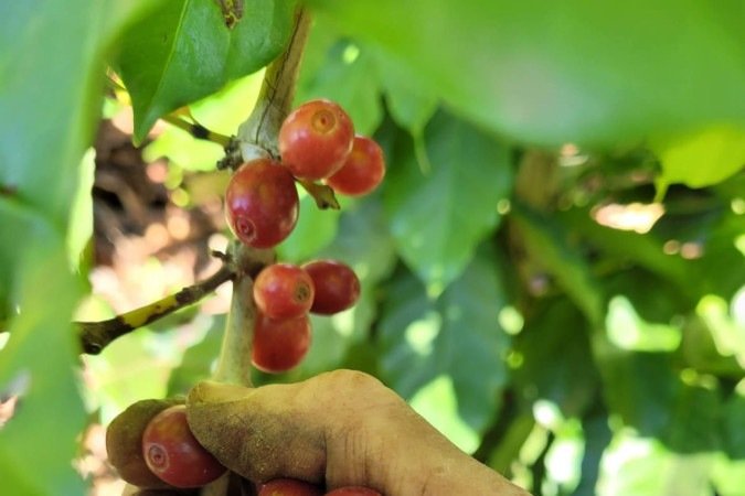 Colheita manual de café no DF