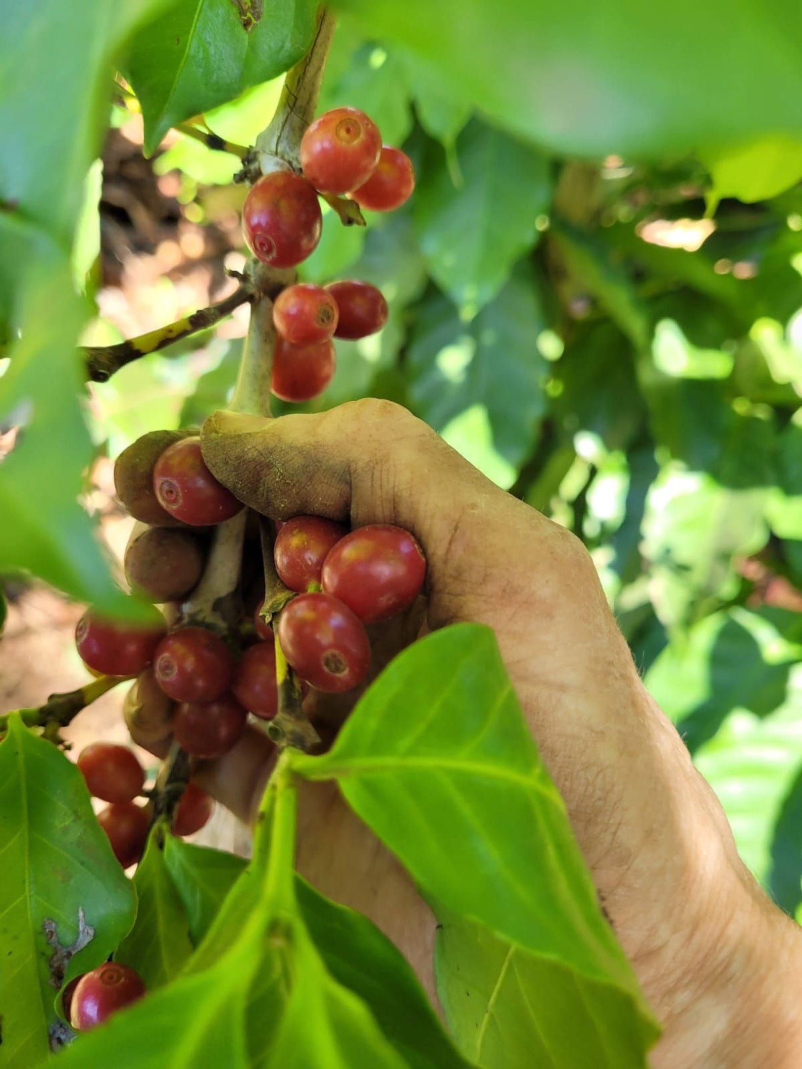 Cafezal Fl&aacute;via Penido