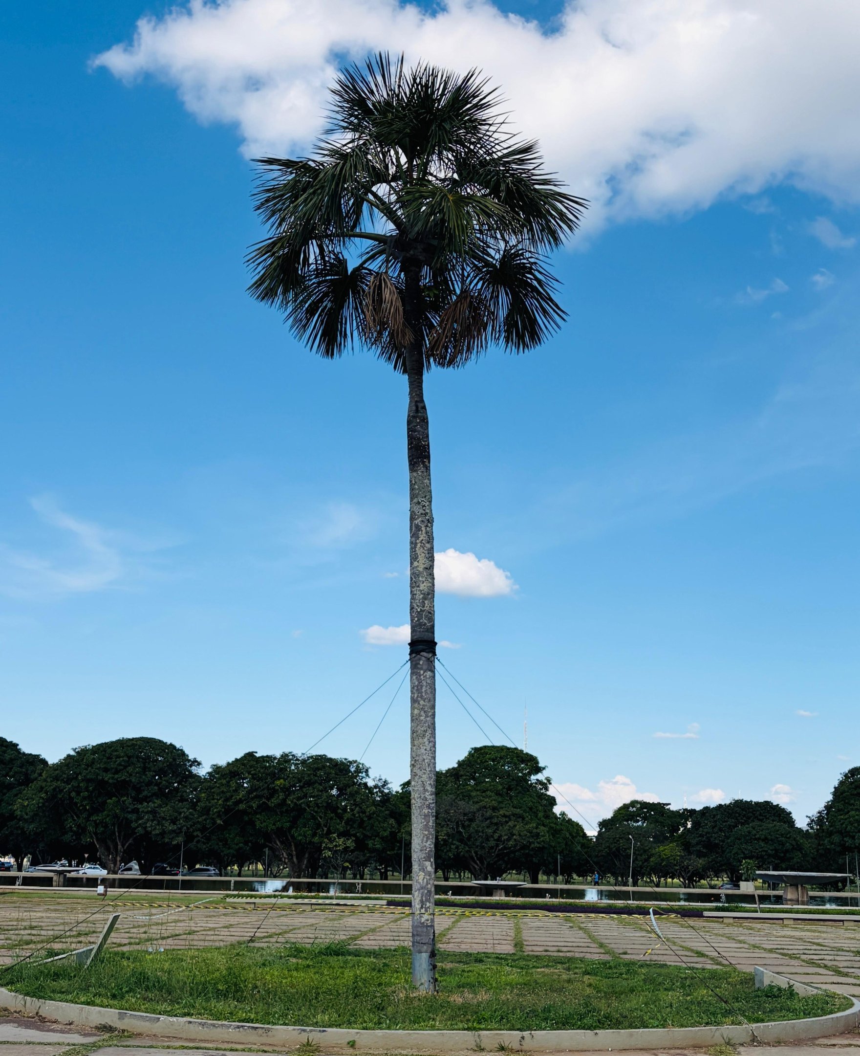 Arinos, Os Sertões, o buriti e Brasília: conheça a história do símbolo da cidade