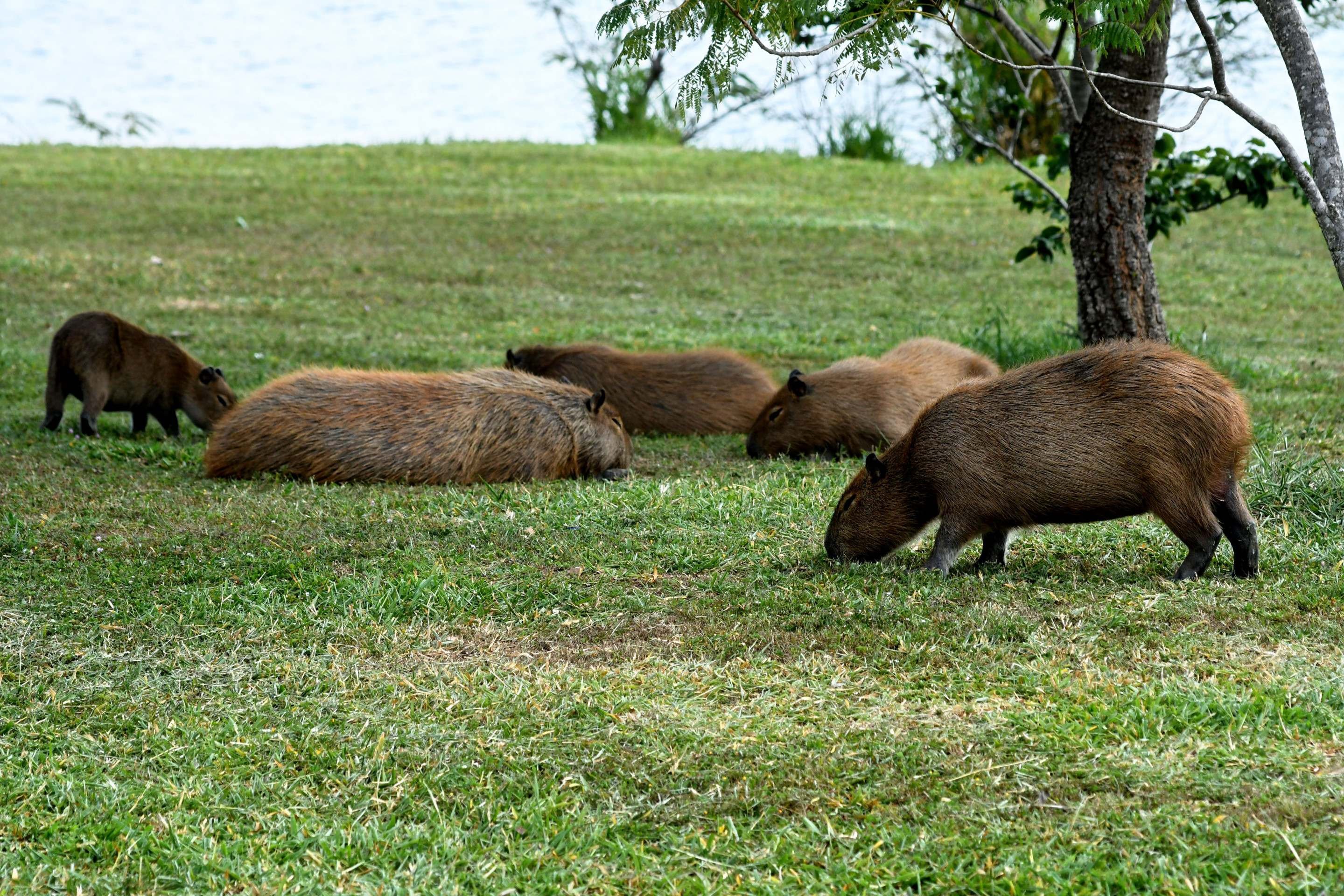 O parque ecol&oacute;gico possui diversidade de fauna e flora