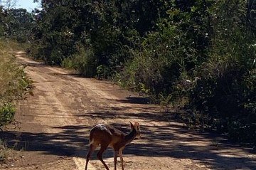 Fêmea veado-catingueiro volta saudável à natureza após pouco mais de um mês em recuperação no hospital -  (crédito: Divulgação: Instituto Brasília Ambiental )