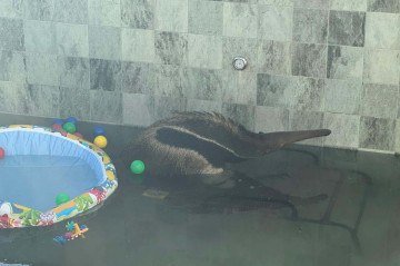 Tamandu&aacute;-Bandeira dentro da piscina -  (crédito: Divulga&ccedil;&atilde;o / PMDF)