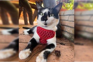 Gato desaparecido depende de remédios controlados  -  (crédito: Divulgação/Instagram)