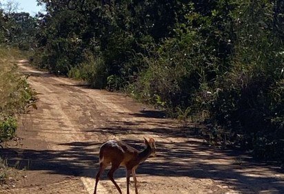 Fêmea veado-catingueiro volta saudável à natureza após pouco mais de um mês em recuperação no hospital -  (crédito: Divulgação: Instituto Brasília Ambiental ) -Fêmea veado-catingueiro volta saudável à natureza após pouco mais de um mês em recuperação no hospital -  (crédito: Divulgação: Instituto Brasília Ambiental )