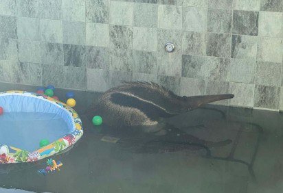 Tamandu&aacute;-Bandeira dentro da piscina -  (crédito: Divulga&ccedil;&atilde;o / PMDF) -Tamandu&aacute;-Bandeira dentro da piscina -  (crédito: Divulga&ccedil;&atilde;o / PMDF)