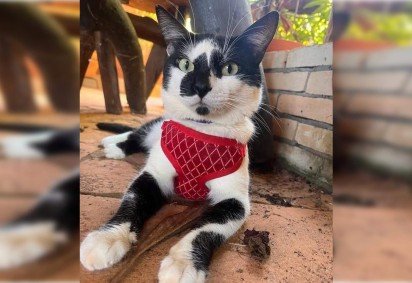Gato desaparecido depende de remédios controlados  -  (crédito: Divulgação/Instagram) -Gato desaparecido depende de remédios controlados  -  (crédito: Divulgação/Instagram)