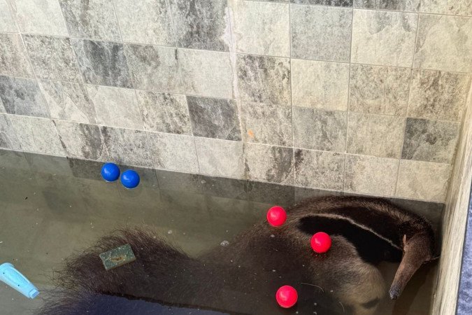 Tamandu&aacute;-Bandeira dentro de piscina