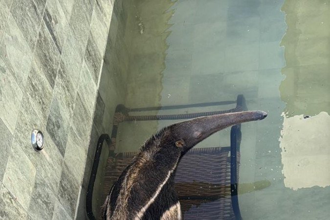 Tamandu&aacute;-Bandeira em piscina de condom&iacute;nio no Jardim Bot&acirc;nico